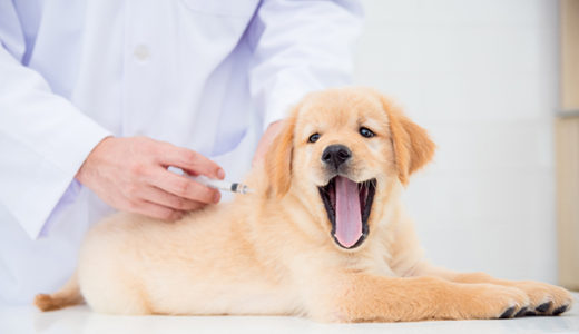 動物病院で血糖値を測っている犬 【犬の糖尿病、糖尿病性ケトアシドーシス】