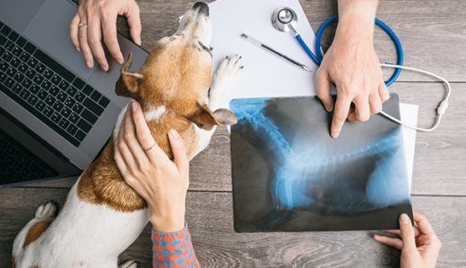 【犬の心原性肺水腫】救急!! 獣医師が解説します。