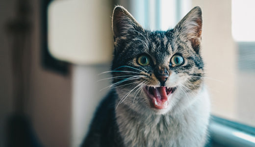 【閉塞性猫下部尿路疾患】救急!! 猫のストルバイト尿路結石を獣医師が解説します。