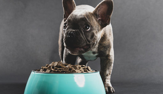 【犬の食欲不振】犬が病気で食べないときにはどうしたらいい？食べない理由と対処方法。獣医師が解説します。