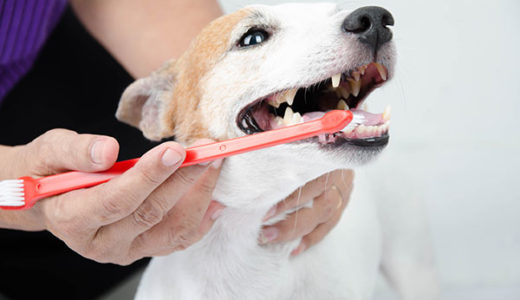 【犬の歯周病】犬の口臭は、病気の兆候です。獣医師が解説します。