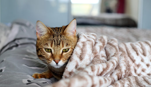 【猫伝染性腹膜炎】FIPは、猫の不治の病気です。獣医師が解説します。