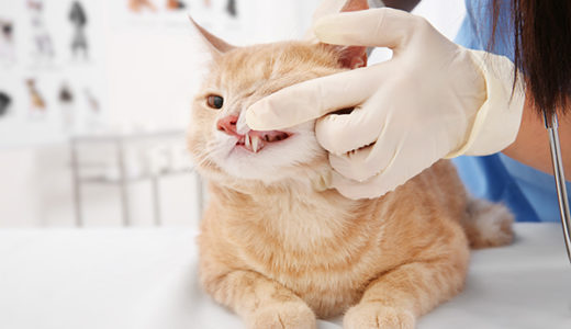 【猫の扁平上皮癌】口の中にできる悪性腫瘍。獣医師が解説します。