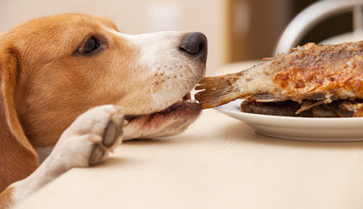 【犬が吐いた】犬の嘔吐は、急性胃炎かも知れません。獣医師が解説します。