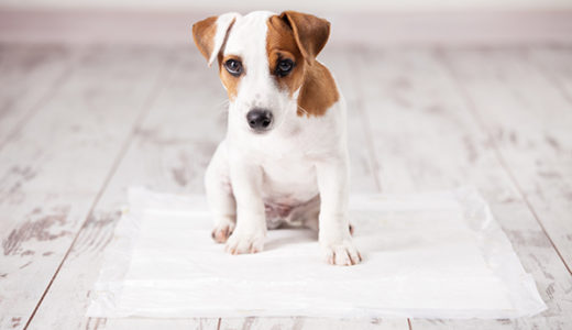 【犬の慢性膀胱炎】(難治性下部尿路感染症)犬の膀胱炎が治らない。獣医師が解説します。