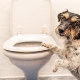 【犬がゼリー状のうんちをした：大腸炎】下痢に使う薬を獣医師が解説します。