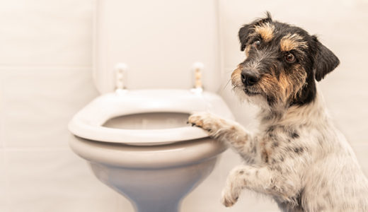 【犬がゼリー状のうんちをした：大腸炎】下痢に使う薬を獣医師が解説します。