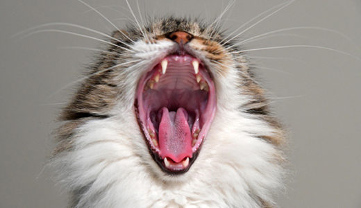 【猫の歯肉炎、口内炎】なぜ抜歯が必要なのですか？獣医師が解説します。