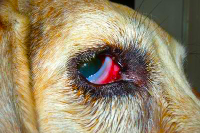 【犬のホルネル症候群】目と神経の病気。獣医師が解説します。