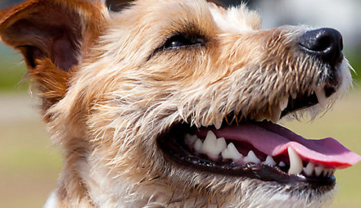 【犬の歯周病とは？】どんな病気か？獣医師が解説します。