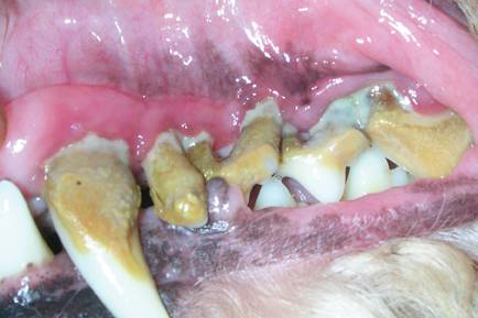 【犬の歯周病を予防するには】動物病院で行われている処置の手順を獣医師が解説します。