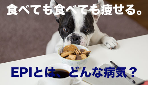 【犬の膵外分泌不全】食べても食べても痩せていく病気。獣医師が解説します。