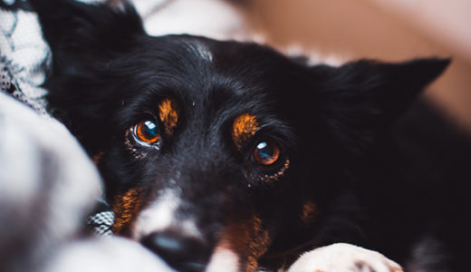 【犬の角膜潰瘍】トリミング後でも起こる犬の目に傷。獣医師が解説します。