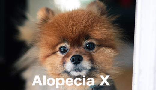 【アロペシアXとは？】脱毛症Xと言われる犬の皮膚病を獣医師が解説します。