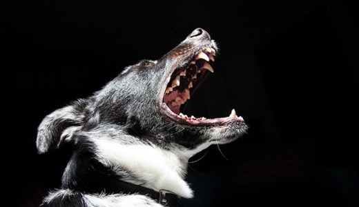 【犬と猫の口にデキモノ】口腔腫瘍を獣医師が解説します。
