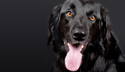【癌探知犬】ガンを探知する犬を獣医師が解説。
