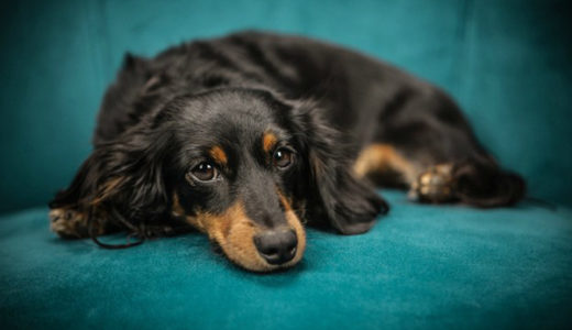【犬の椎間板ヘルニア】手術をしたら、本当に治るの？獣医師が解説します。