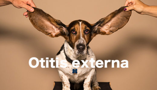 【犬の外耳炎】何度も繰り返すけど治るの？獣医師が解説します。