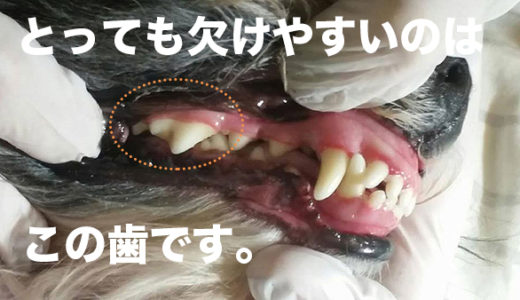 【どうぶつの根尖周囲病巣と歯瘻(しろう)】犬の歯周病です。獣医師が解説します。