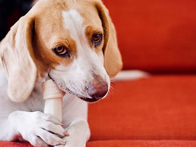 【犬の高カルシウム血症】カルシウムが高いのは、いいこと?獣医師が解説します。