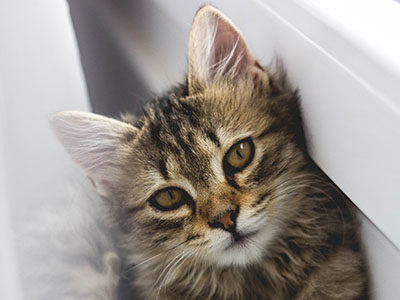 【猫が下痢をする原因】急性も慢性も、獣医師が解説します。