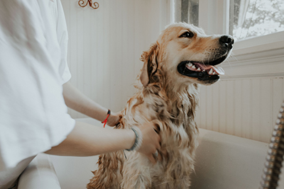 【犬の急性湿性皮膚炎】ホットスポットと呼ばれる、急な脱毛を獣医師が解説します。