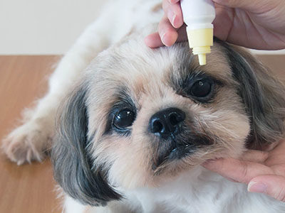 【犬の緑内障】初めは目薬で治療する。獣医師が解説します。