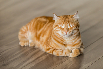 【猫の腎臓病】腎不全は、治るのかを獣医師が解説します。