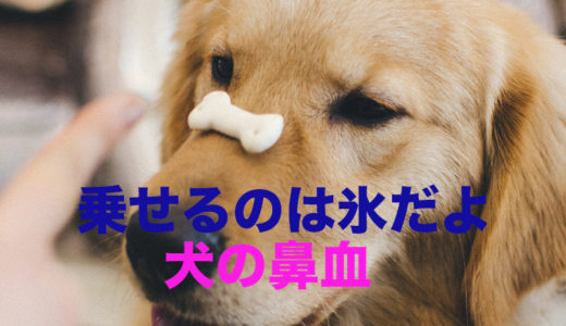 【犬の鼻血】その原因を獣医師が解説します。