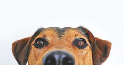 【犬の目の傷が治らない】難治性角膜潰瘍を獣医師が解説します。