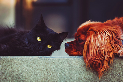 【犬と猫の歯周病】全身にはどのような影響があるかを獣医師が解説します。