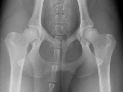 【犬のレッグ・カルベ・ペルテス病】大腿骨頭無菌性壊死病を獣医師が解説します。