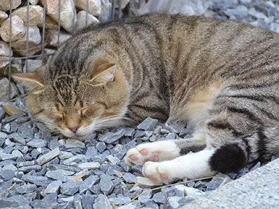 【猫のOA】変形性関節症を獣医師が解説。