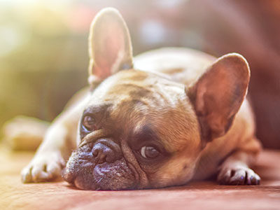 【犬の急性腎不全】その原因は何？獣医師が解説します。