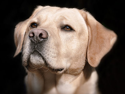 【犬の耳が臭う!】耳からの分泌物。原因と治療を獣医師が解説します。