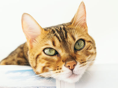 【猫が吐いて食べない、うんちしないとき】消化管閉塞を獣医師が解説します。