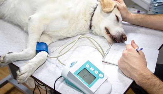 【うっ血性心不全】犬の肺水腫を獣医師が解説します。